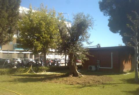 Giulianova, 16.6.2012 - L'albero di ulivo che questa mattina alle 8  stato piantato all'ingresso del Centro Sportivo Comunale di Via Ippodromo, alle spalle della reception delle societ di nuoto. L'albero ricorder la figura, benvoluta da tutti, del compianto Massimiliano Camponi, addetto alla piscina prematuramente scomparso in aprile ed alla memoria quale  dedicato anche 3 Saggio  di nuoto "Citt di Giulianova" in programma domani. Nell'occasione sar osservato anche un minuto di raccoglimento.